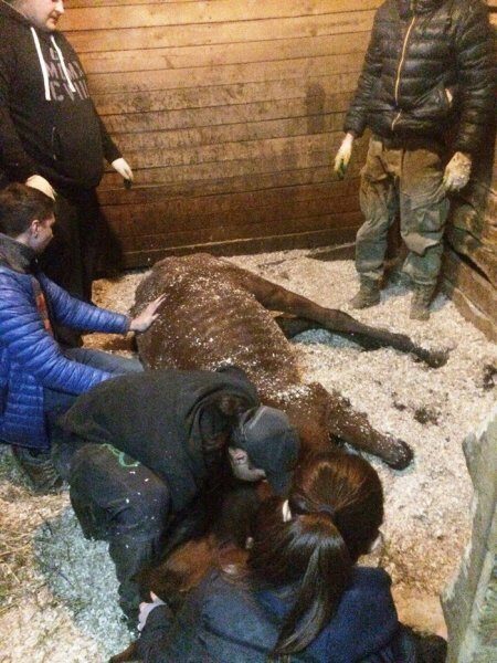 Зоозащитники: В конюшне "Павлино" в Балашихе лошадей морят голодом