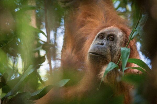 Биологи открыли уникальный третий вид орангутангов