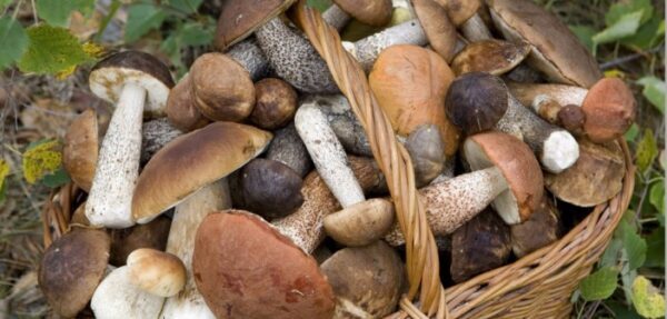 Франция нашла следы цезия в грибах, которые могут быть из России