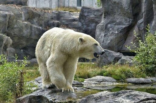 Изменение ландшафта Арктики может привести к исчезновению белых медведей-ученые