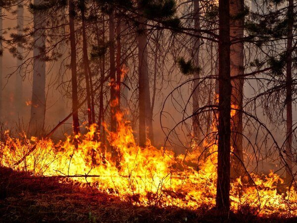 Лесные пожары будут тушить взрывами капель воды