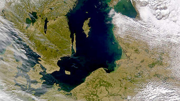 На дне Балтийского моря обнаружили ядовитые водоросли