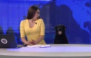 На российском канале Mir24 TV выпуск новостей вела собака