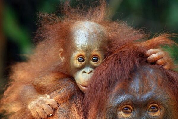 На Суматре проживает новый вид орангутанов уже признанный вымирающим