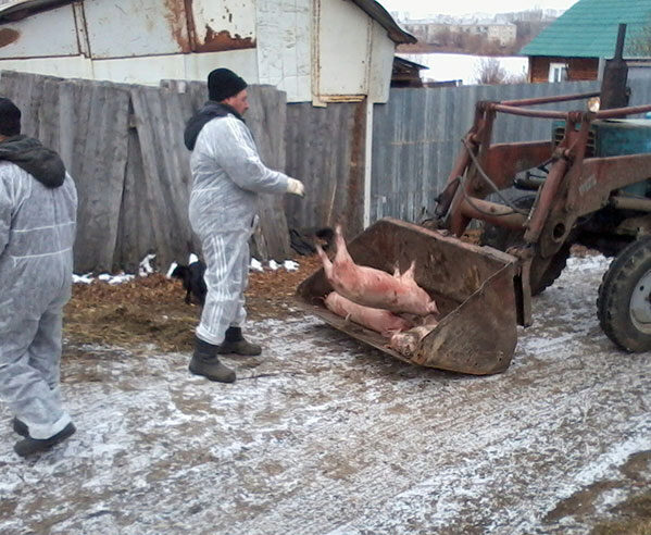 На Урале ветеринарную службу подозревали в сокрытии вспышки африканской чумы свиней