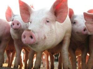 На Южном Урале зафиксирована вспышка африканской чумы свиней