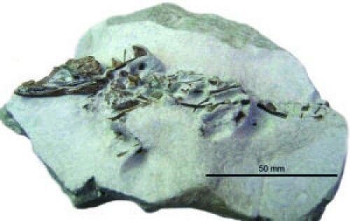 Новый вид маленького крокодила подтверждён ЗД реконструкцией черепа