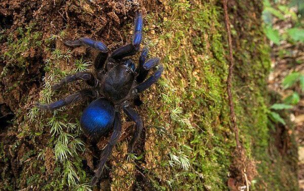 Обнаружен новый вид гигантских пауков