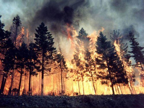 Осенние лесные пожары в Калифорнии нанесли ущерб в 3,3 миллиарда долларов