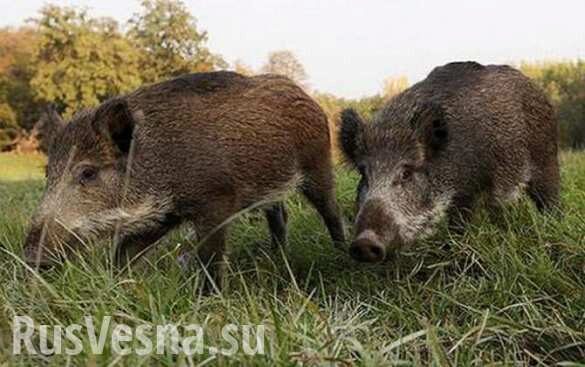 Пограничная «диверсия»: украинские свиньи заразили российских собратьев чумой