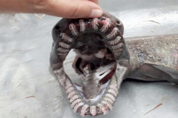 Португальские ученые выловили редкую доисторическую акулу