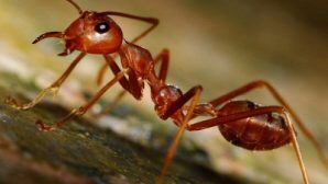 Предприимчивый ростовчанин продает ручного муравья