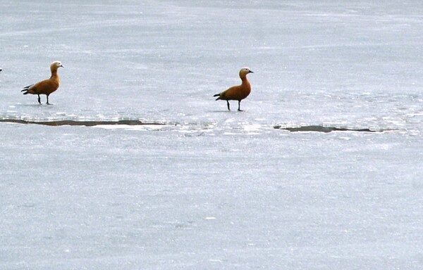 Работники МЧС спасли на прудах Москвы вмёрзших в лёд птиц