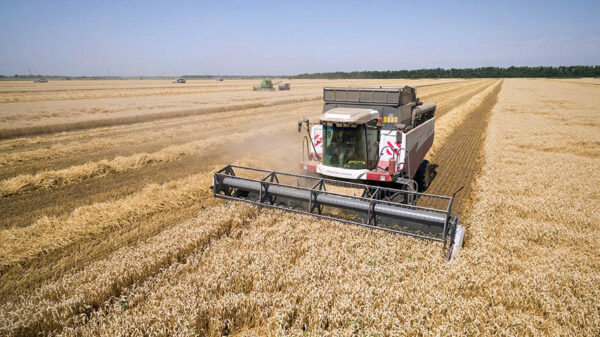 Рекордный урожай пшеницы в Российской Федерации назвали угрозой для США