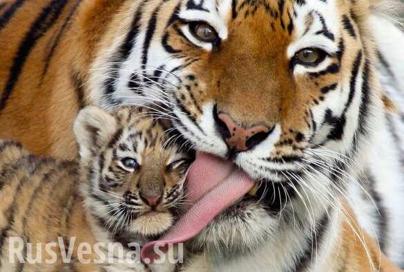 Шесть амурских тигрят родились в сафари-парке в Крыму (ФОТО, ВИДЕО)