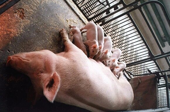 СКР возбудил уголовное дело из-за вспышки в Тюменской области африканской чумы свиней