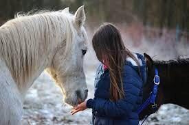 Согласно исследованиям, лошади умеют звать человека на помощь