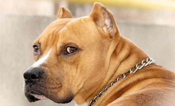 Свердловский омбудсмен предложил запретить бойцовых собак в квартирах
