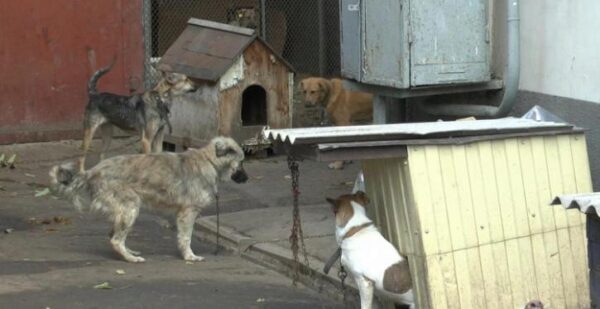 Тысячи тел собак и кошек нашли в приюте Ростова-на-Дону, прокуратура расследует вопиющий случай