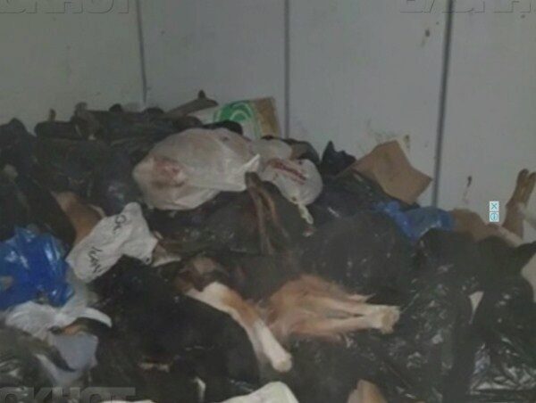 Тысячи трупов собак в ЦБЖ Ростова — фейк, однако прокурорская проверка идёт