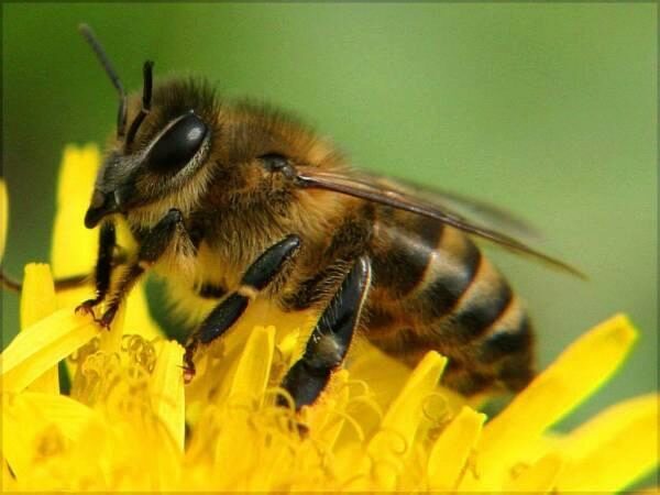 Ученые: Пчела может быть «правшой» или «левшой»