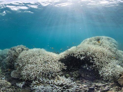 Ученые придумали, как спасти Большой барьерный риф