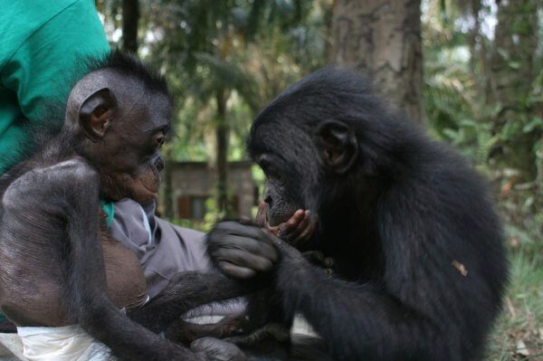 Ученые: Шимпанзе бонобо отличается особенной щедростью