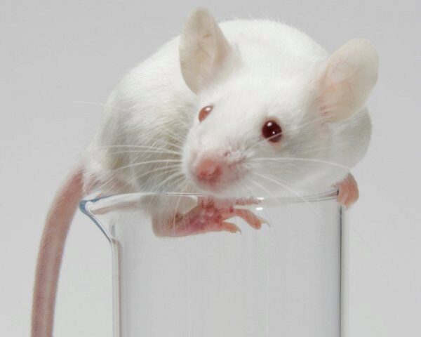Ученые смогли полностью излечить мышей от рака толстой кишки