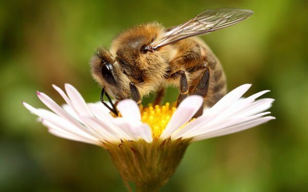 Ученые выяснили, что пчелы могут быть правшами и левшами