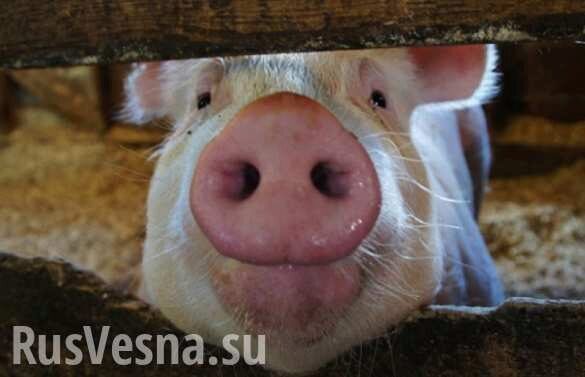 В Черкассах полицейские «задержали» свинью, разгуливавшую у школы (ВИДЕО)