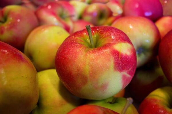 В Чите отправили под бульдозер более полутонны яблок и груш из Польши