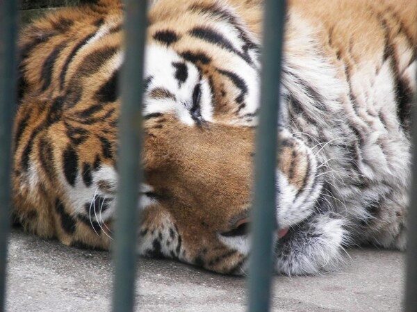 В Хабаровском лесу тигр-людоед загрыз мужчину