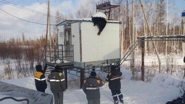 В ХМАО медведя убило током на крыше трансформатора