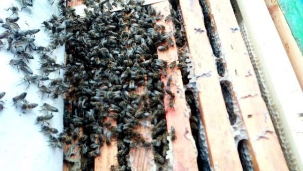 В исчезновении пчел и шмелей обвинили противогрибковое вещество? хлорталонил