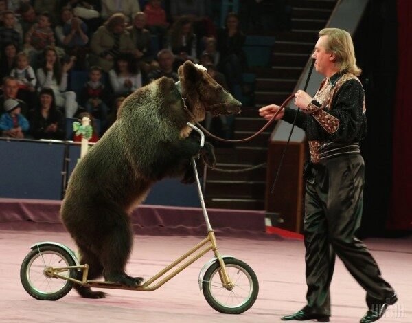 В Италии запретят выступления животных в цирке