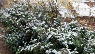 В Киеве выпал первый снег: киевляне поделились яркими фото