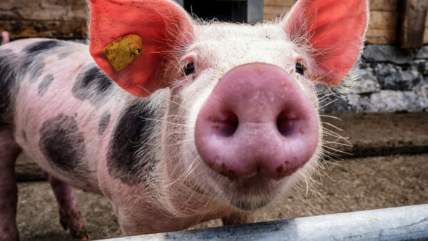 В Нижегородской области поголовье свиней сократилось на 11%