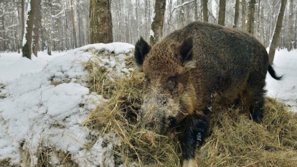В Нижегородской области выявлен очаг африканской чумы свиней
