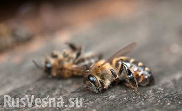 В США убили пчел на миллион долларов (ФОТО)