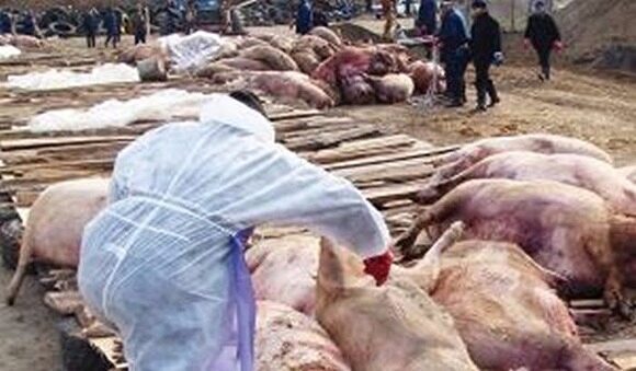В Тюменской области выявили африканскую чуму свиней. На фермах конфискуют скот и мясо