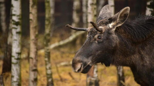 В Володарском районе задержали браконьера, убившего лося
