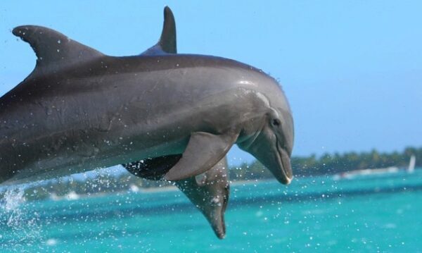 В Черном море браконьеры отлавливали краснокнижных дельфинов