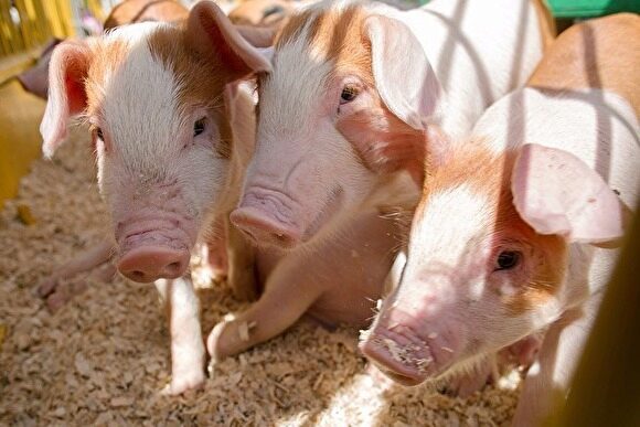 Власти Зауралья заявили о локализации в регионе вируса африканской чумы свиней