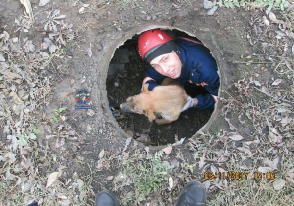 В Новосибирске cотрудники экстренных служб достали из колодца щенка
