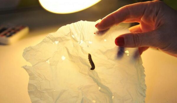 Восковые черви могут быть решением проблемы загрязнения пластиком