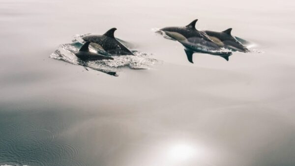 В Петербурге зооактивисты представят декларацию о защите и правах дельфинов