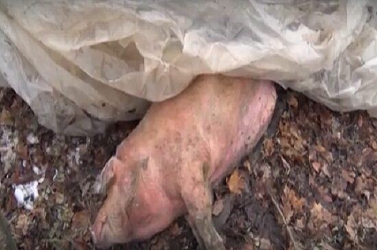 В Приморье найден вирус традиционной чумы свиней