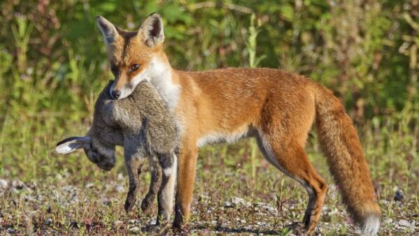 В Волгоградской области открывается сезон охоты на лис и зайцев