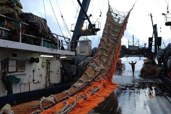 Вылов рыбы в Северном бассейне увеличился на 6,2 тысячи тонн