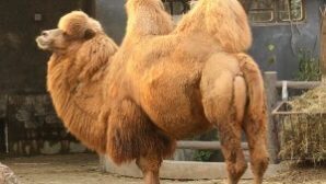 Жительница Аксая продает доброго верблюда без вредных привычек